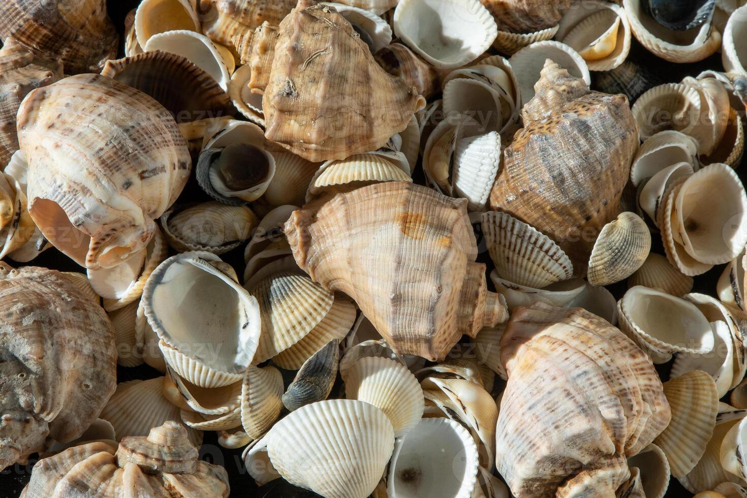 Sea shells on the beach. Summer background. Rapan shell. Beige light color. Aesthetic minimalism. Nature beauty. photo