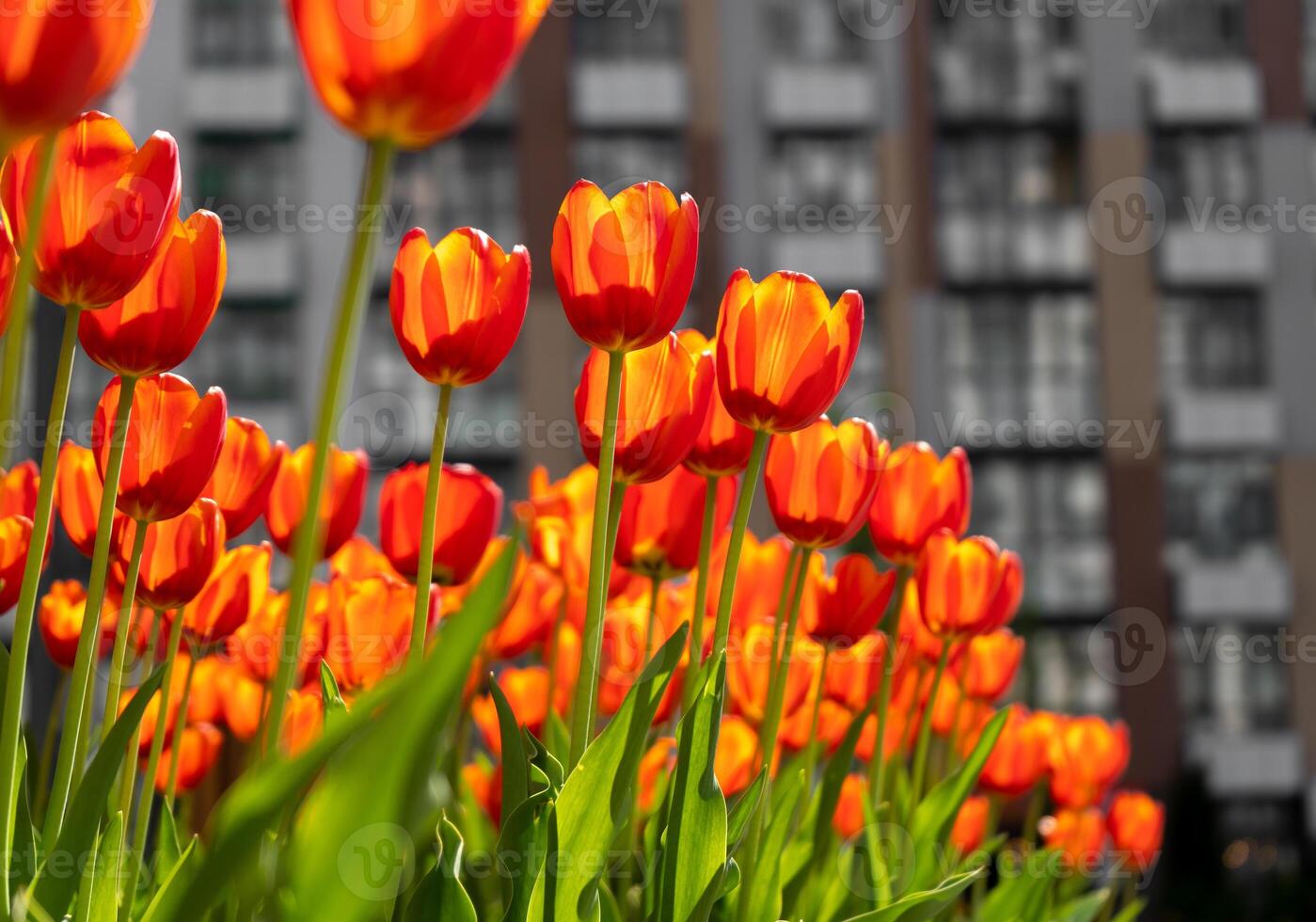Red tulips background. Beautiful tulip. Flower bud in spring in the sunlight. Flowerbed with flowers. Tulip close-up. Red flower photo