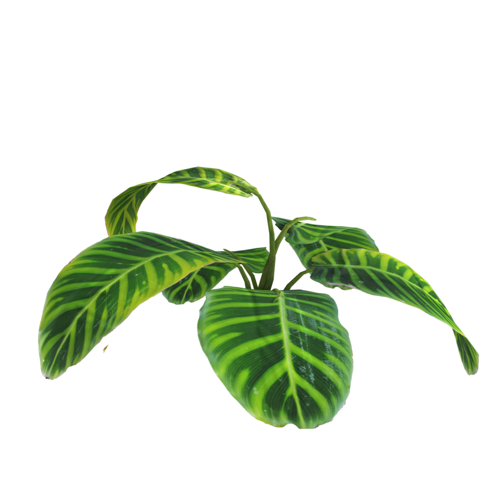 Plant isolated on transparent png