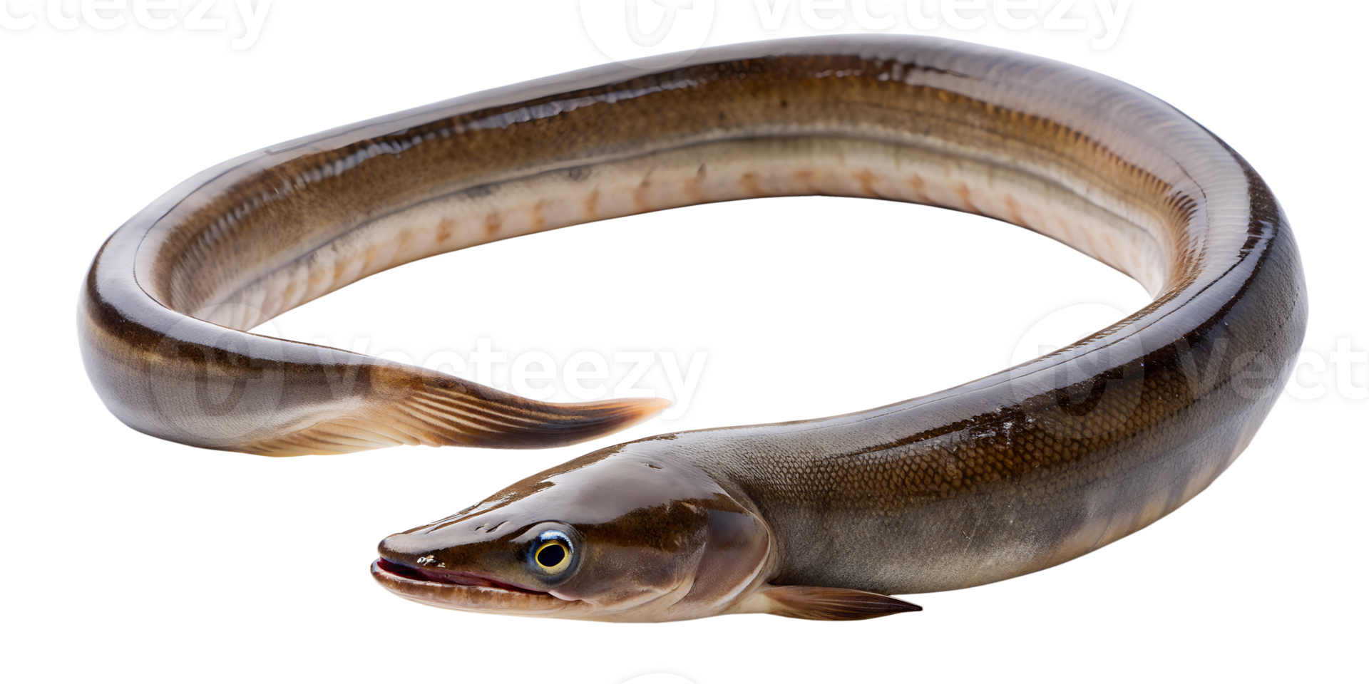 eel fish isolated on transparent background. png