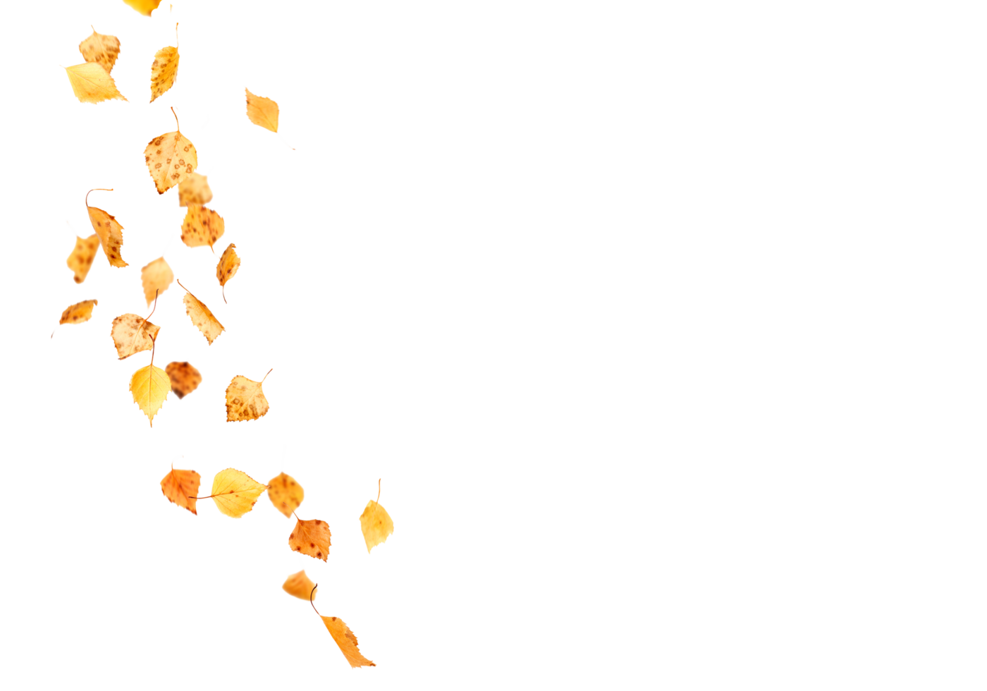 yellow Autumn leaves without background png