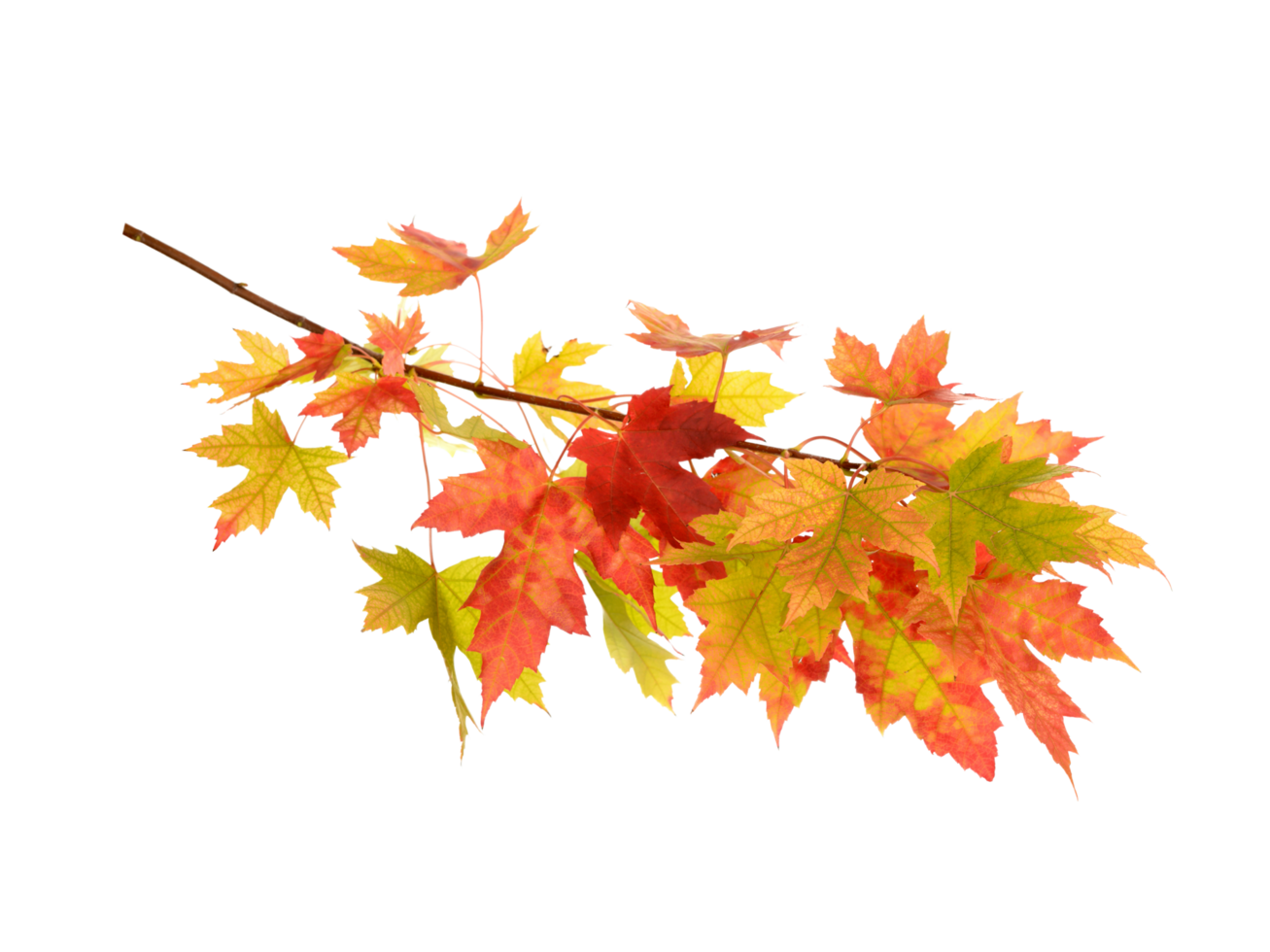 red yellow green fall leaves without background png