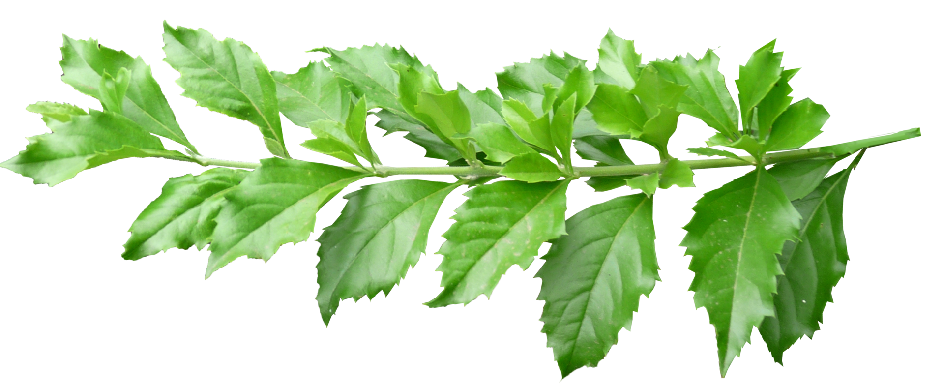 Green branch without background png