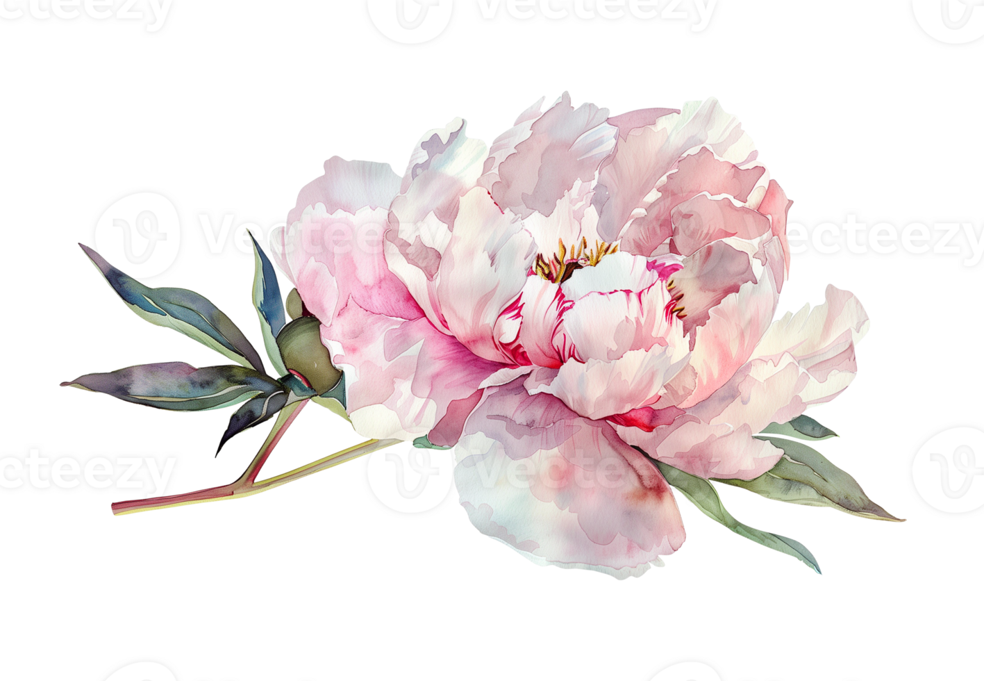 Watercolor beautiful pale pink peony flower isolated. Beautiful flower for wedding and invitation. png