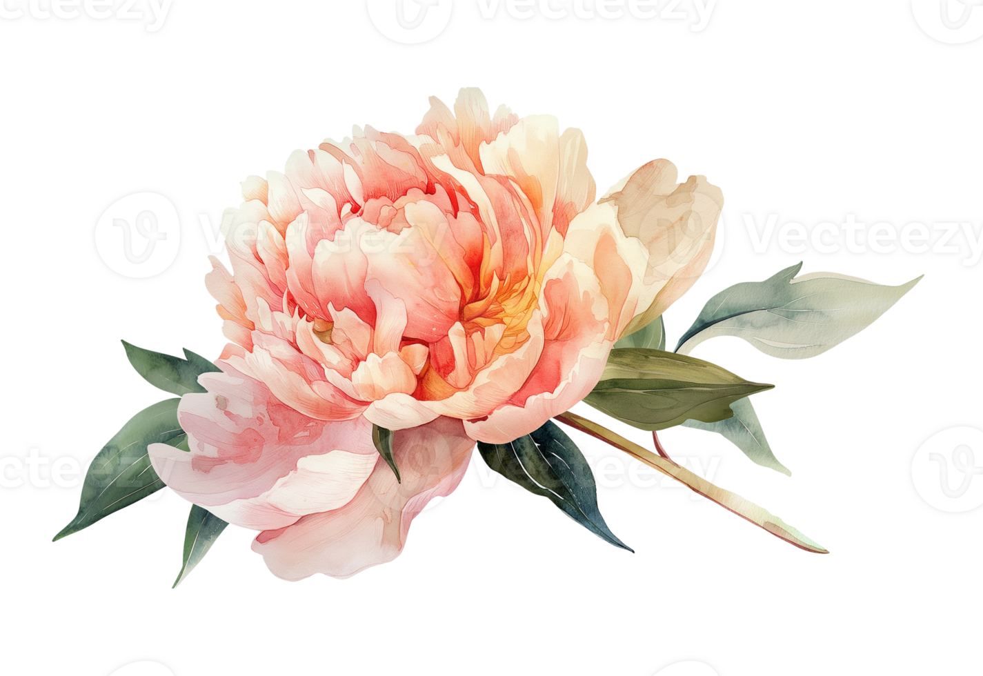Watercolor beautiful pale pink peony flower isolated. Beautiful flower for wedding and invitation. png