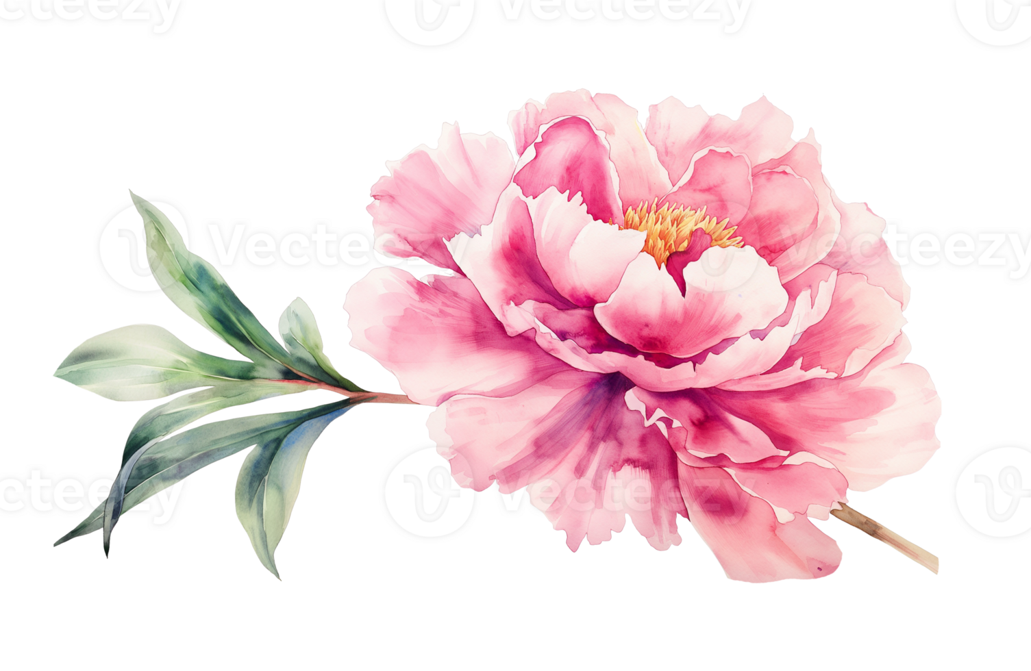 Watercolor beautiful pale pink peony flower isolated. Beautiful flower for wedding and invitation. png