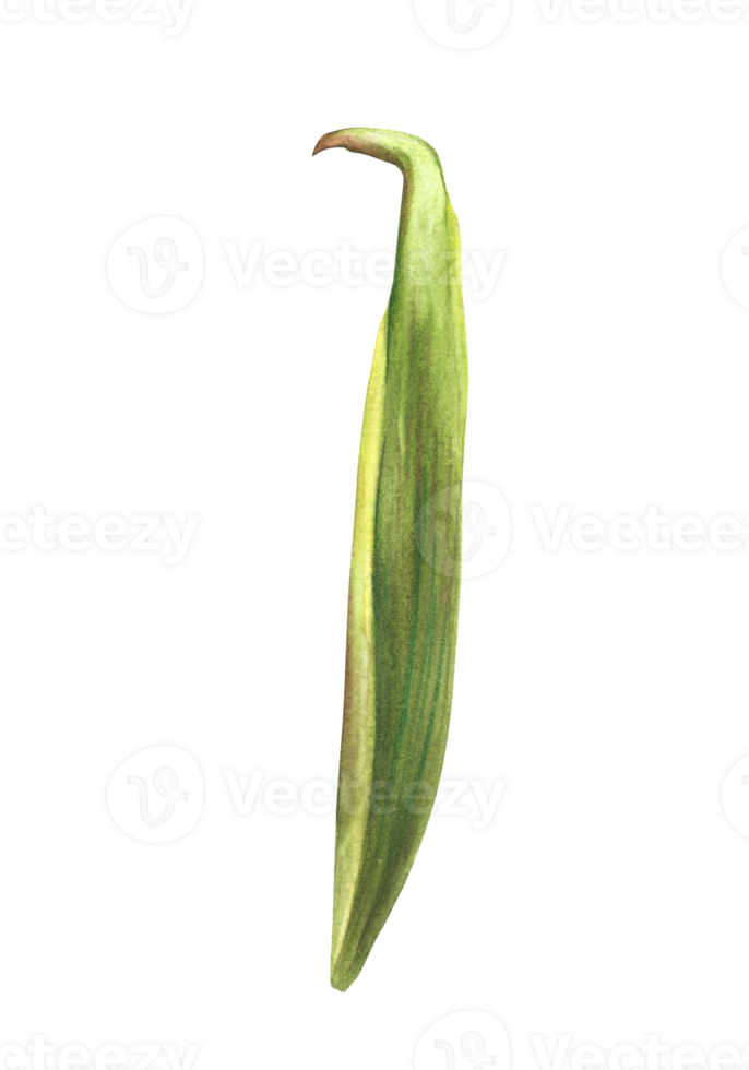Tropical bromeliad leaf, home plant leave. Living plants exotic southern greenery, jungle green floral clipart. Watercolor botanical realistic hand drawn illustration background png