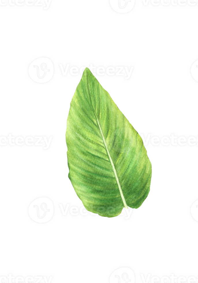 Tropical leaf, anthurium, flowers, jungle plants. House plants leave, exotic tropical foliage. Clipart for print Watercolor hand drawn illustration background png