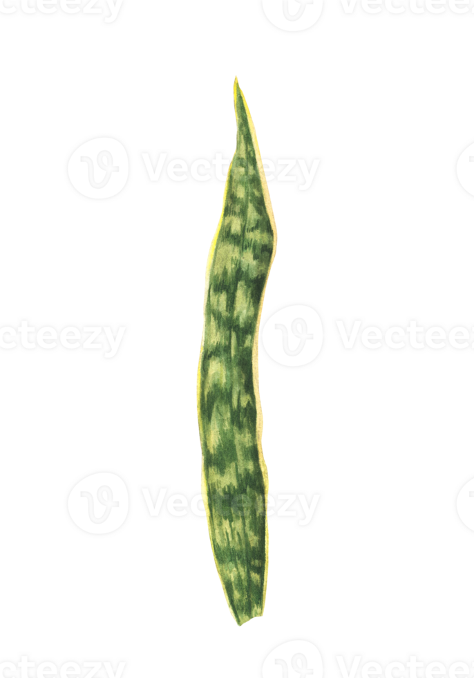 tropical folha, serpente plantar, casa plantas, Sanseviera folhagem. aguarela mão desenhado ilustração verde vivo plantar, exótico casa vegetação para adesivo, cartão logotipo impressão png