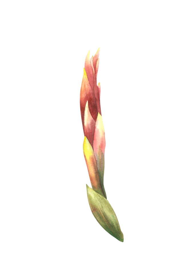 tropicale bromeliad fiore, casa pianta. Casa impianti esotico rosso Bromeliaceae germoglio con foglia, giungla tropicale floreale clipart. acquerello mano disegnato illustrazione per stampa. png