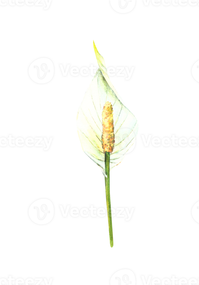 Tropical flowers calla, white lily, jungle buds plants. House plants leaf, flamingo flowers, exotic tropical foliage. Clipart for print Watercolor hand drawn illustration. png