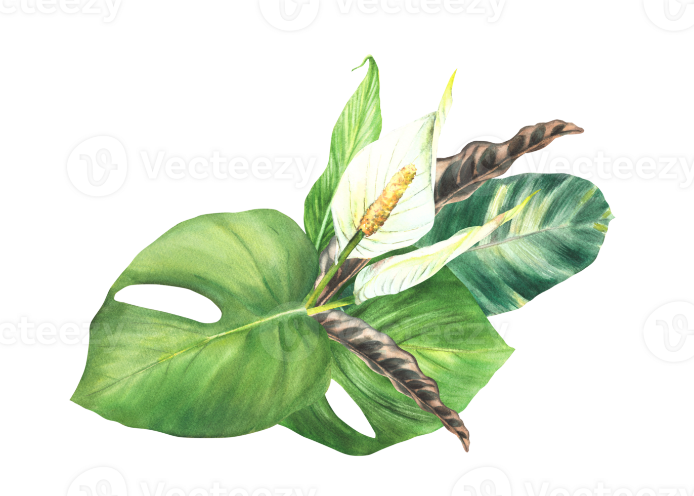 Exotic plant bouquet, tropic leaves, bud, white calla flowers, house plants, Philodendron foliage. Clipart for invitation, greeting card print Watercolor hand drawn illustration background. png