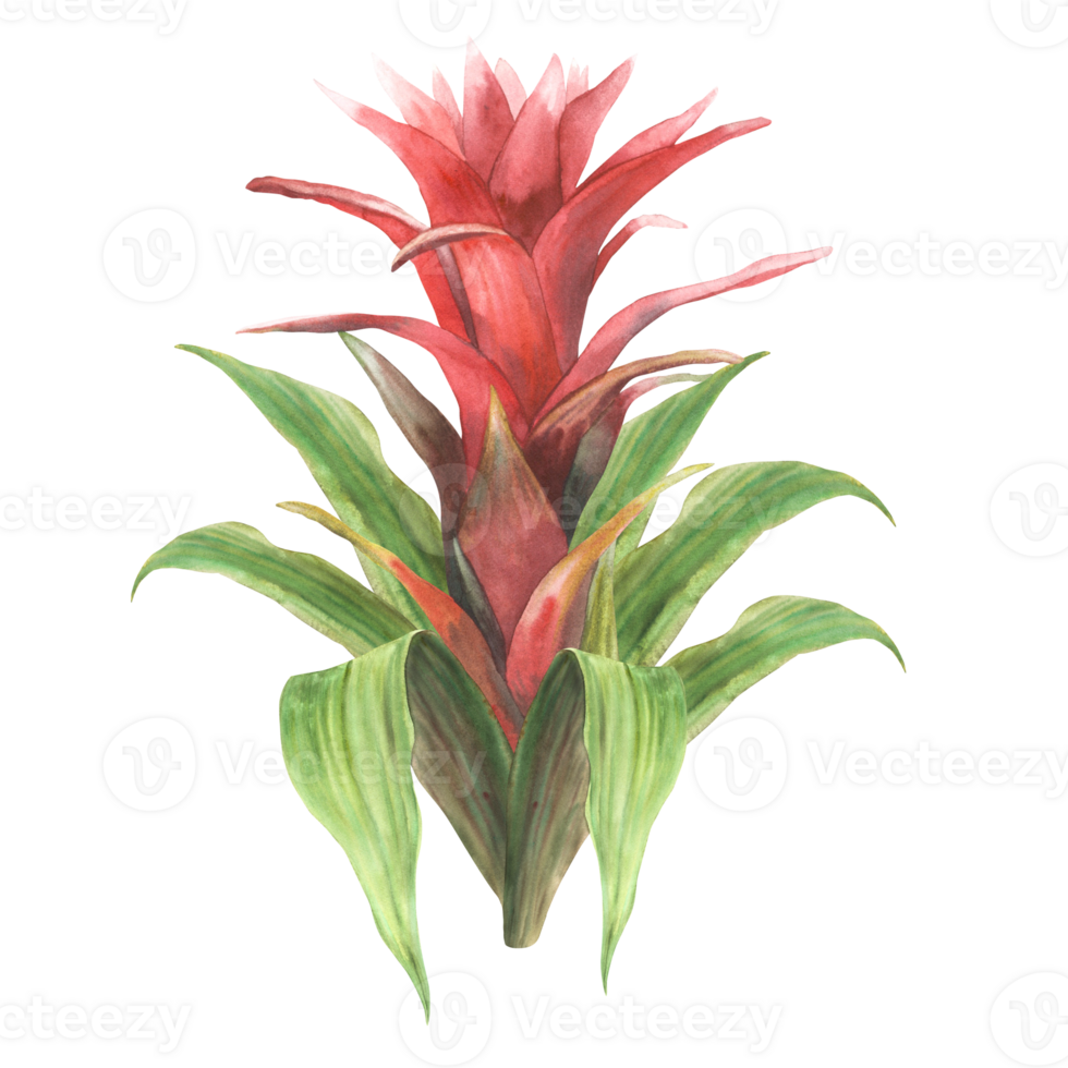 Tropical bromeliad leaves set, home plant leave. Living plants exotic southern greenery, jungle green floral clipart. Watercolor botanical realistic hand drawn illustration background. png