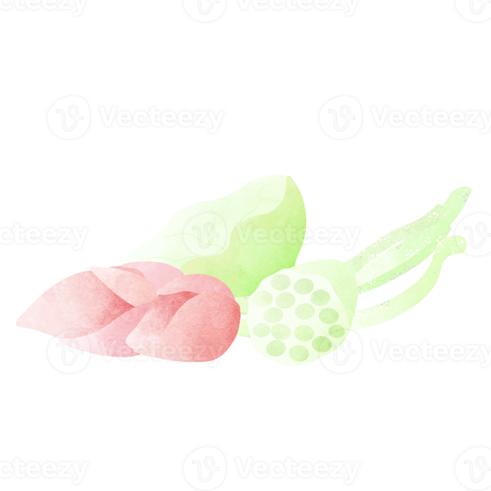 Pink lotus and lotus leaf png