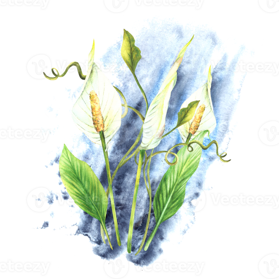 tropisk växt arrangemang, löv, knopp, blommor, kryp, hus växter, vit calla blommor, exotisk lockigt grönska på vattenfärg stänk bakgrund. ClipArt för kort. målad illustration png