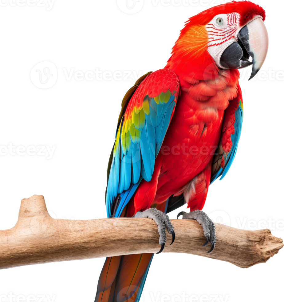 Colorful Macaw bird in transparent background png