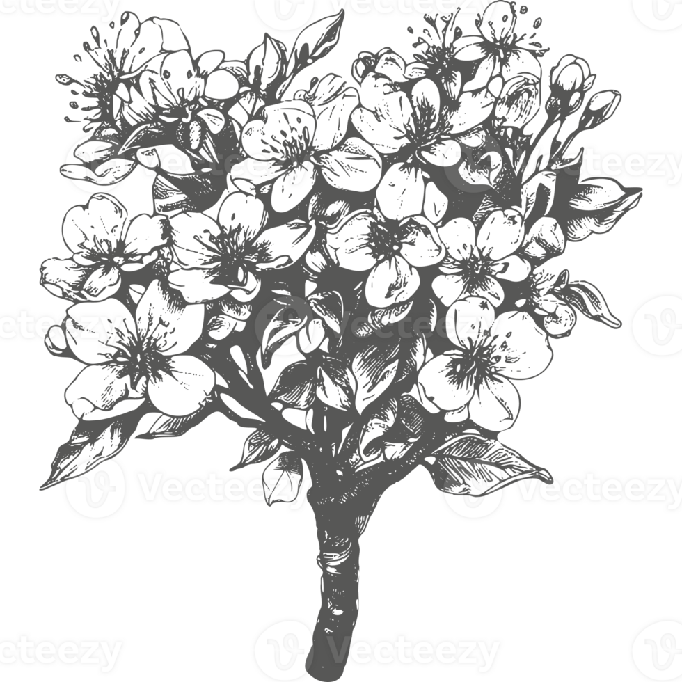 Cherry flower and leaves drawing. Botanical rose, branch and berry Black ink sketch. Great for tattoo, invitations, greeting cards, decor. png