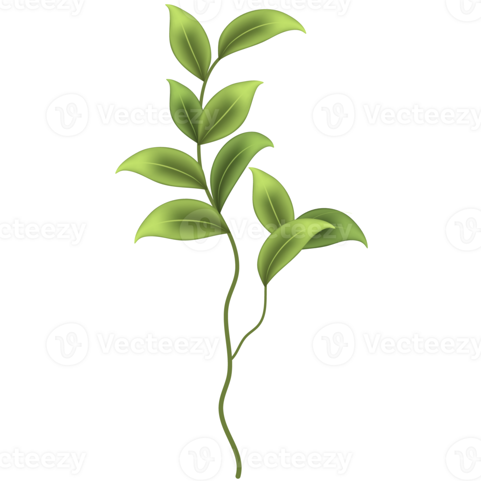 Green plants. Branches and leaves. png