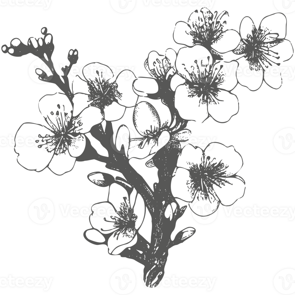 Cherry flower and leaves drawing. Botanical rose, branch and berry Black ink sketch. Great for tattoo, invitations, greeting cards, decor. png
