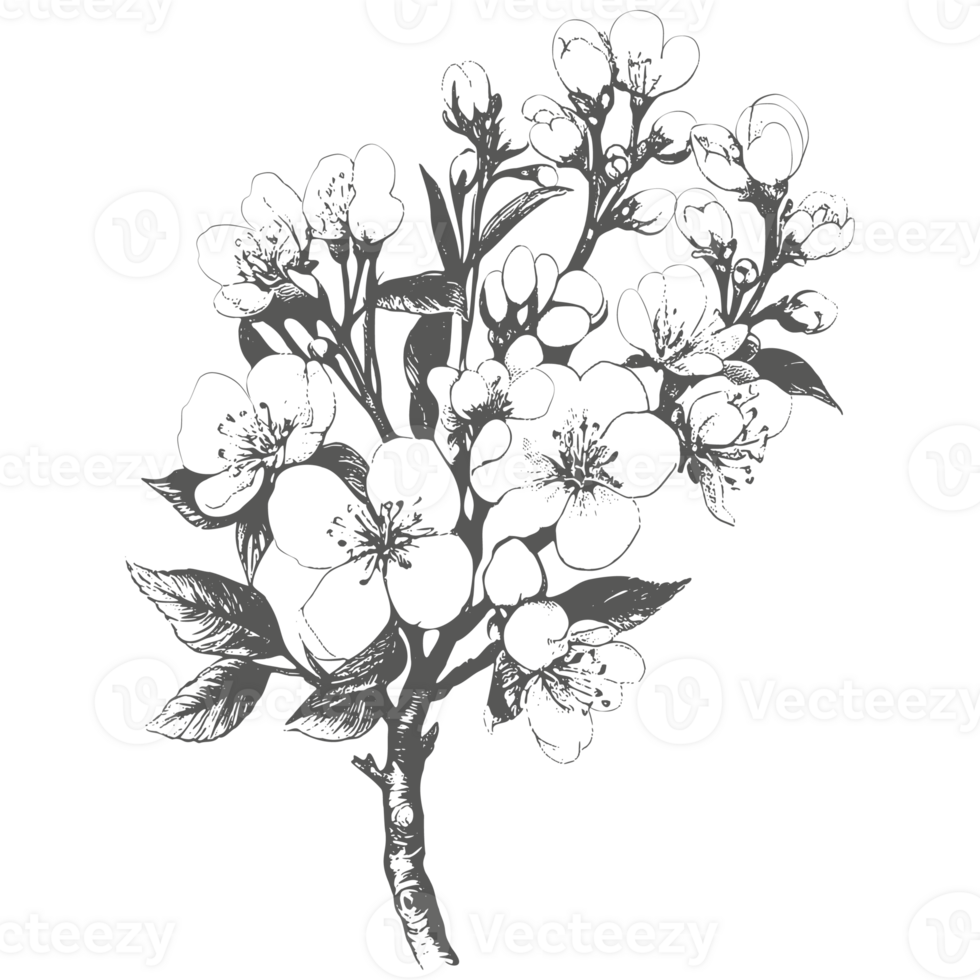 Cherry flower and leaves drawing. Botanical rose, branch and berry Black ink sketch. Great for tattoo, invitations, greeting cards, decor. png