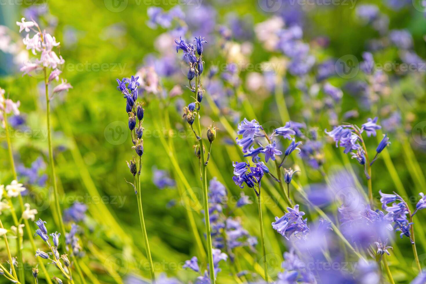 blooming bluebells on a meadow in spring photo