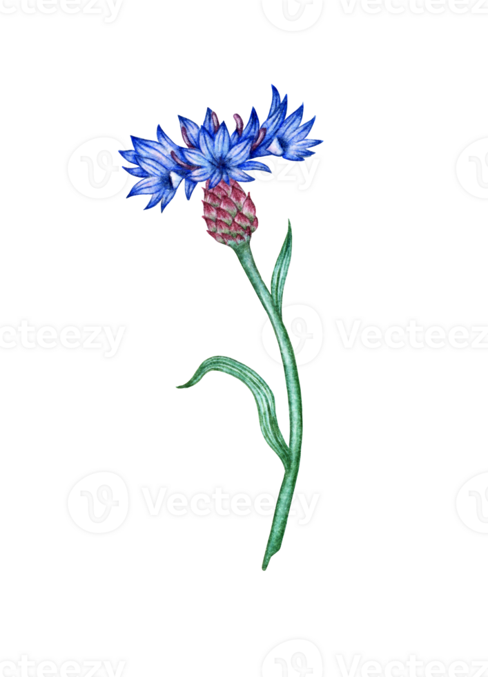 Cornflower blue flower watercolor illustration. Botanical composition element isolated from background. Suitable for cosmetics, aromatherapy, medicine, treatment, care, design, cooking, png