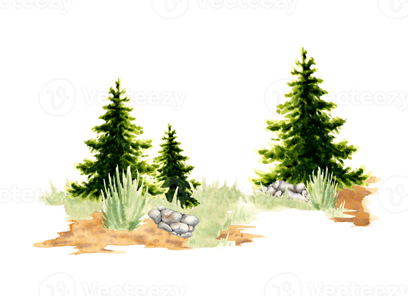 Spruce tree in a clearing in the forest element of the natural landscape. Forest wildlife scene with green grass, coniferous trees, spruce, spruce, pine, stones. For composing compositions png