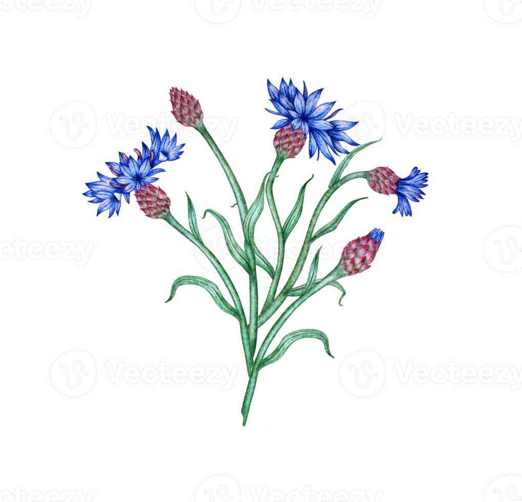 Cornflowers blue flowers bouquet watercolor illustration. Botanical composition element isolated from background. Suitable for cosmetics, aromatherapy, medicine, treatment, care, design, png