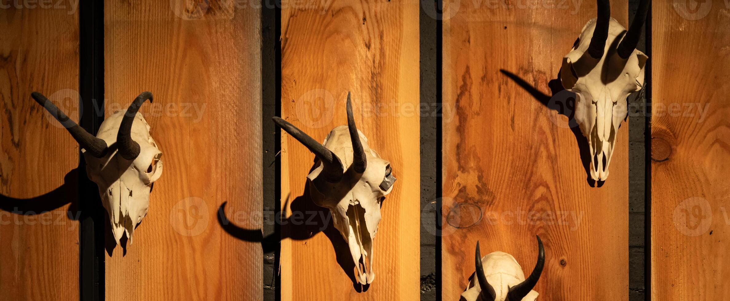 Animal skulls background. Animal bone and head, scary skeletons, hunting trophy. photo