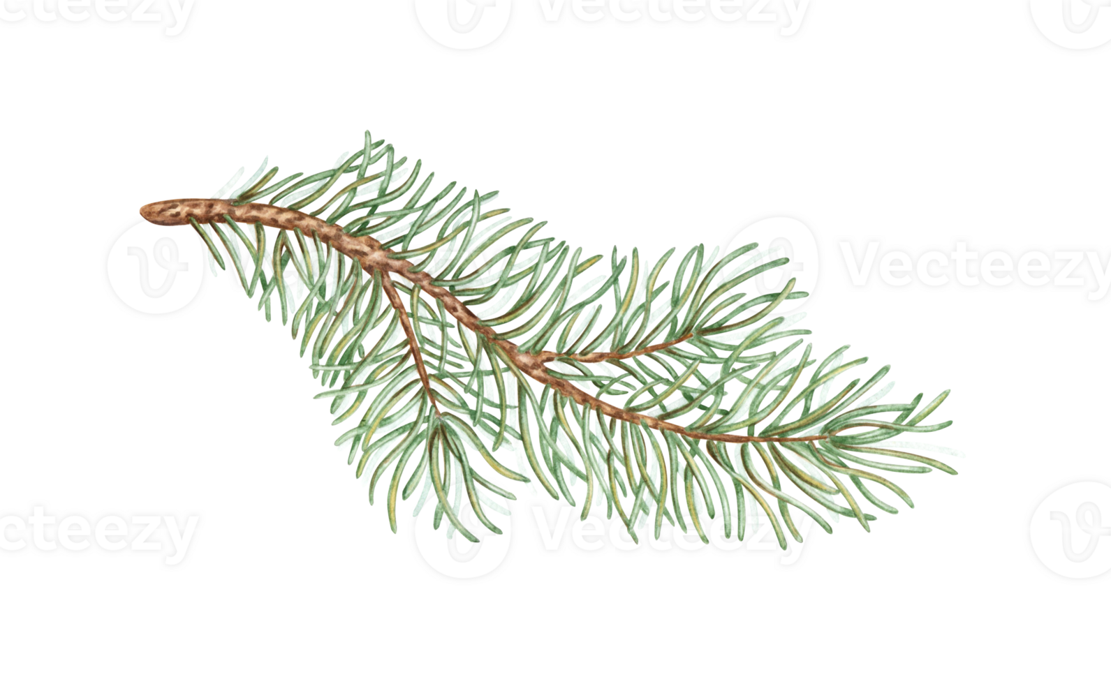 Fir branch with green needles watercolor illustration. Forest plants for winter and Christmas decor. Isolated from the background. Pine, fir, larch, juniper, thuja, larch, conifer. png