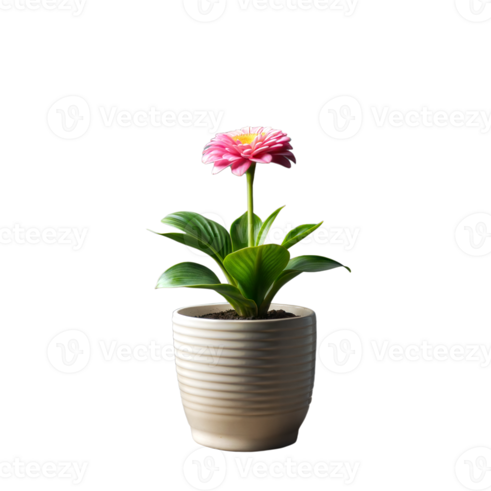 Pink and White Flower in a Ribbed Ceramic Pot on a Transparent Background png