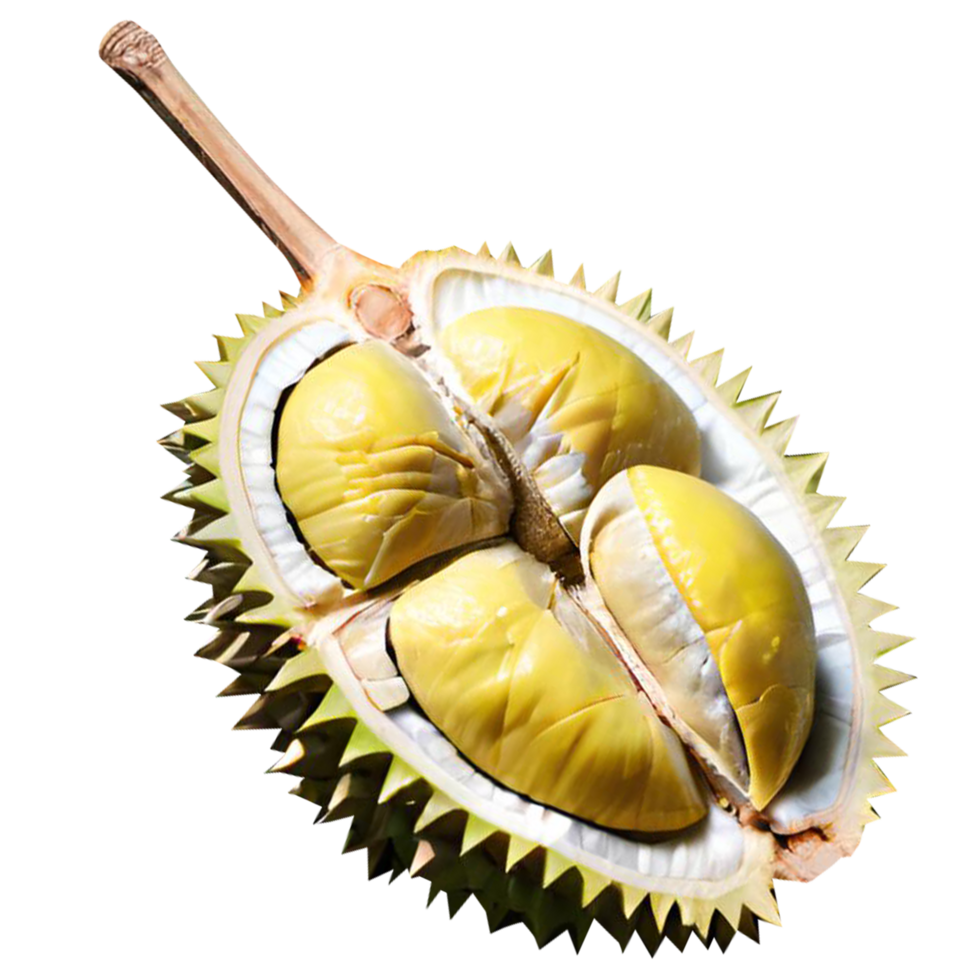 Fresh Durian Fruit png