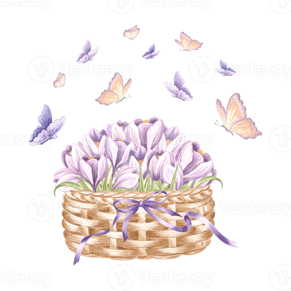 Crocuses violet in wicker basket with bow and flying butterflies. Spring watercolor illustration. Isolated hand drawn saffron bouquet Vintage drawing template for card, tableware, textile, embroidery. png