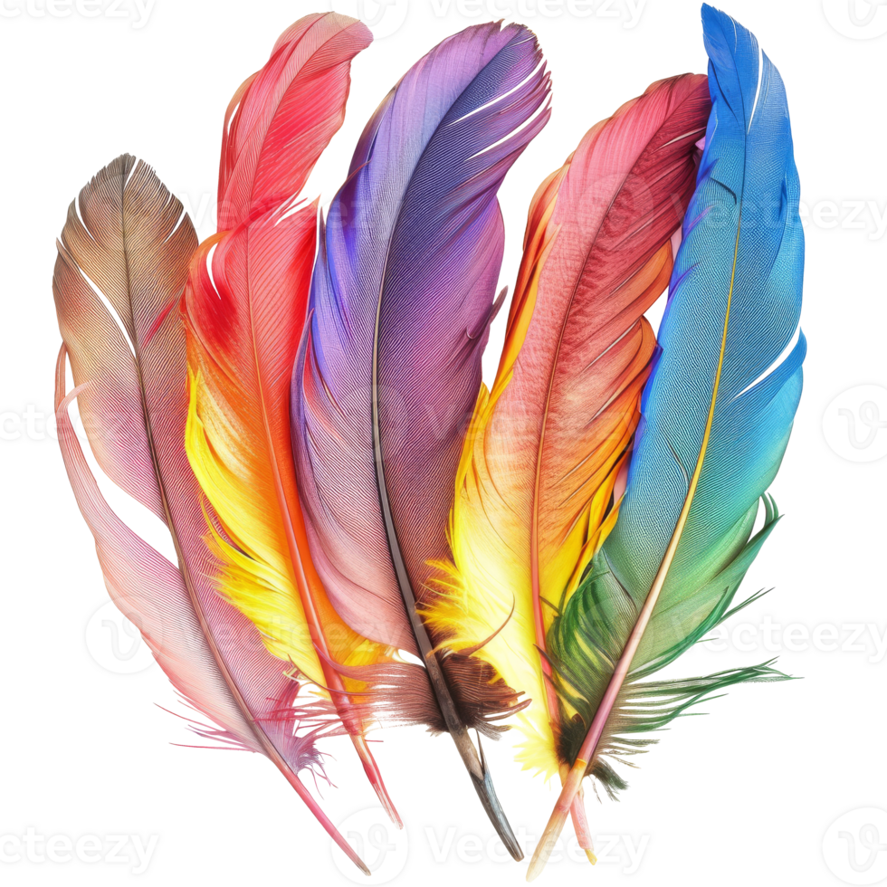 Brightly colored feathers, with a transparent background png