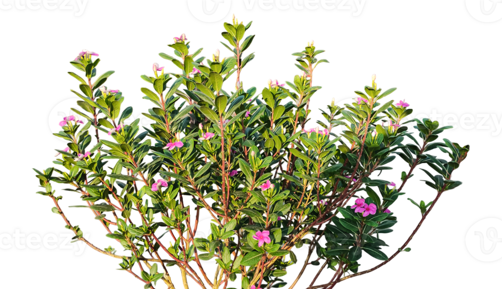 a group of pink color flowers plants frame on a transparent background png