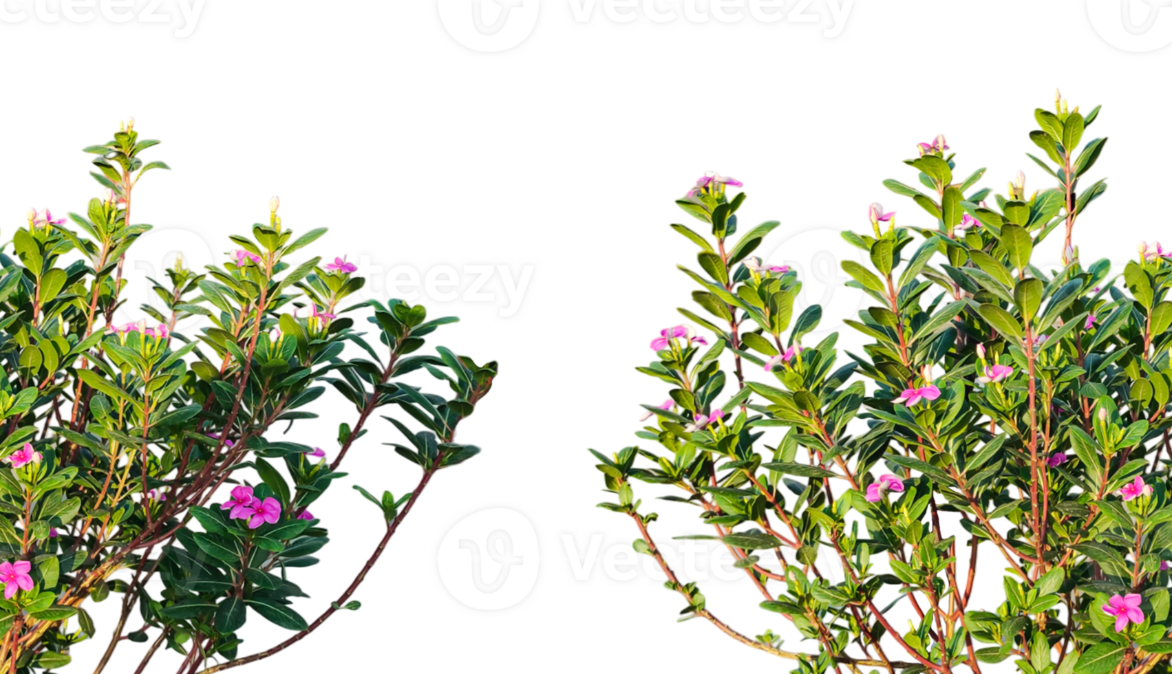 a group of pink color flowers plants frame on a transparent background png