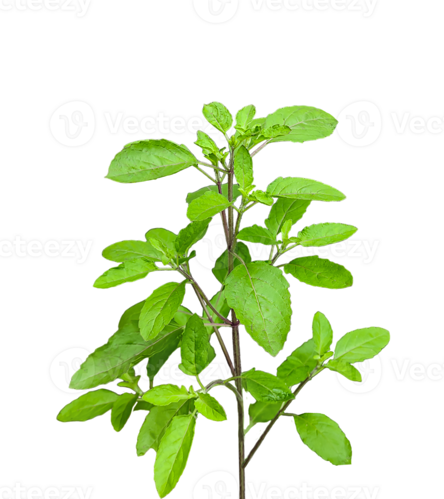 a green mint leaves plant with leaves on a transparent background, basil plant png