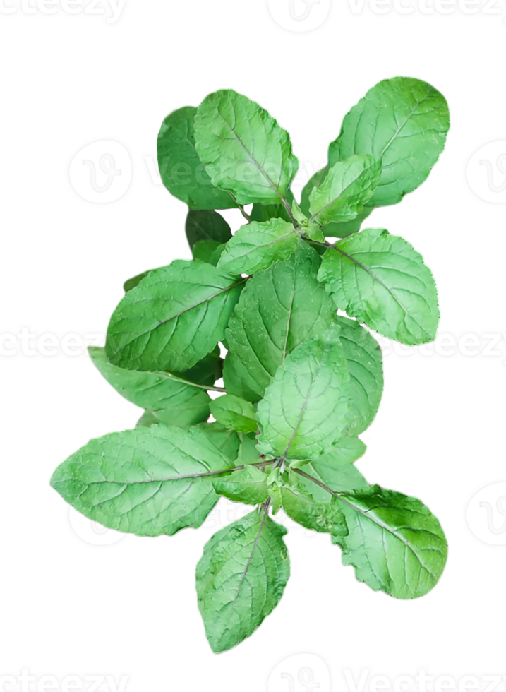 a green mint leaves plant with leaves on a transparent background, basil plant png