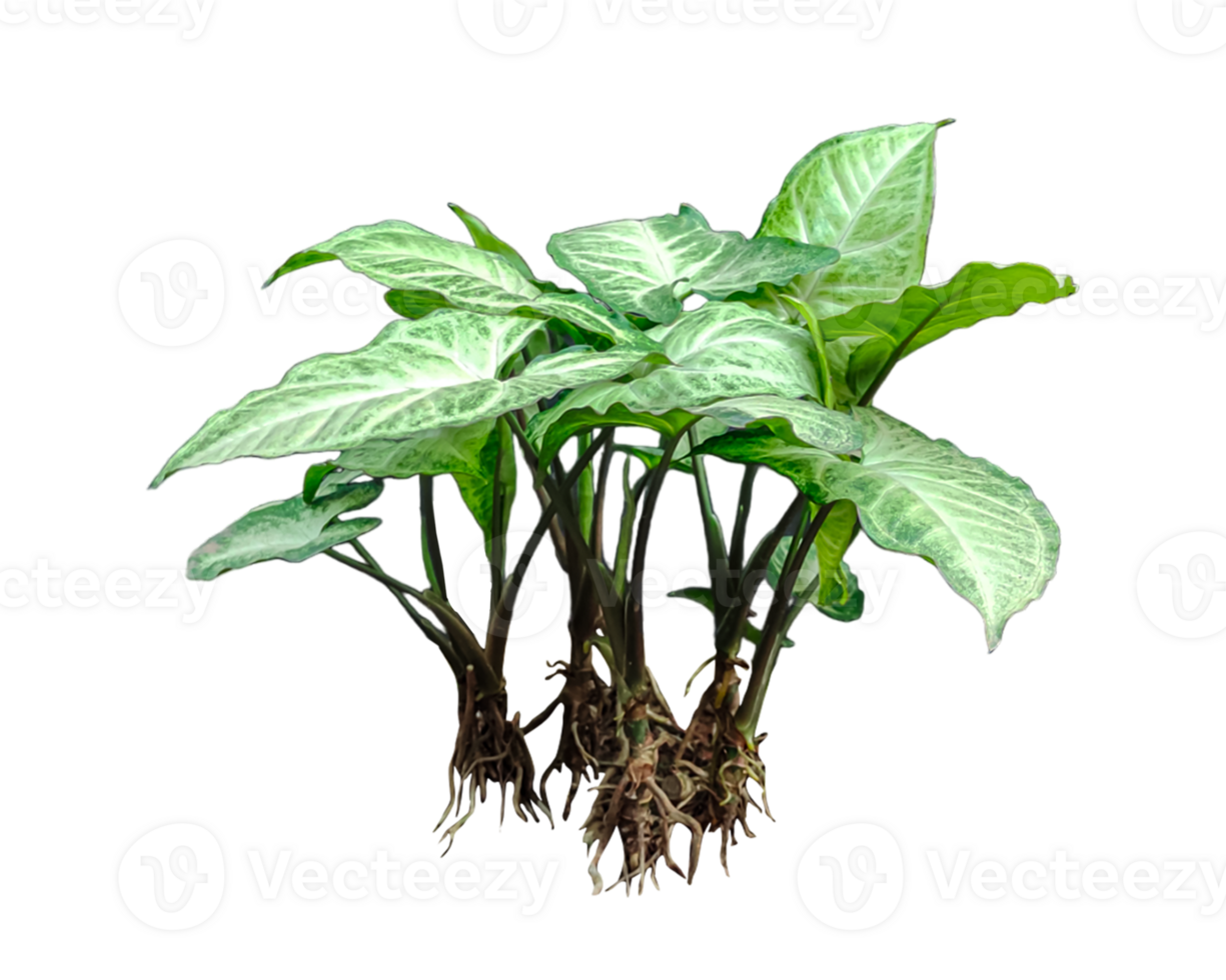 a raw plant with green leaves and roots on a transparent background png