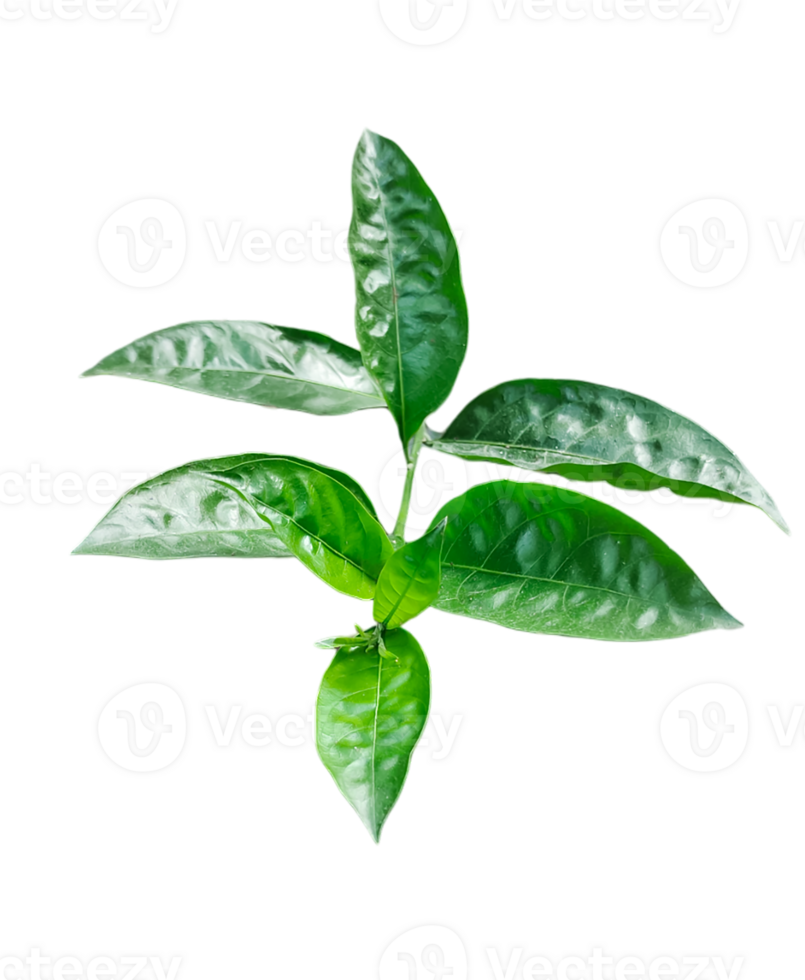 a green Jasmine flower plant with leaves on it, on a transparent background png