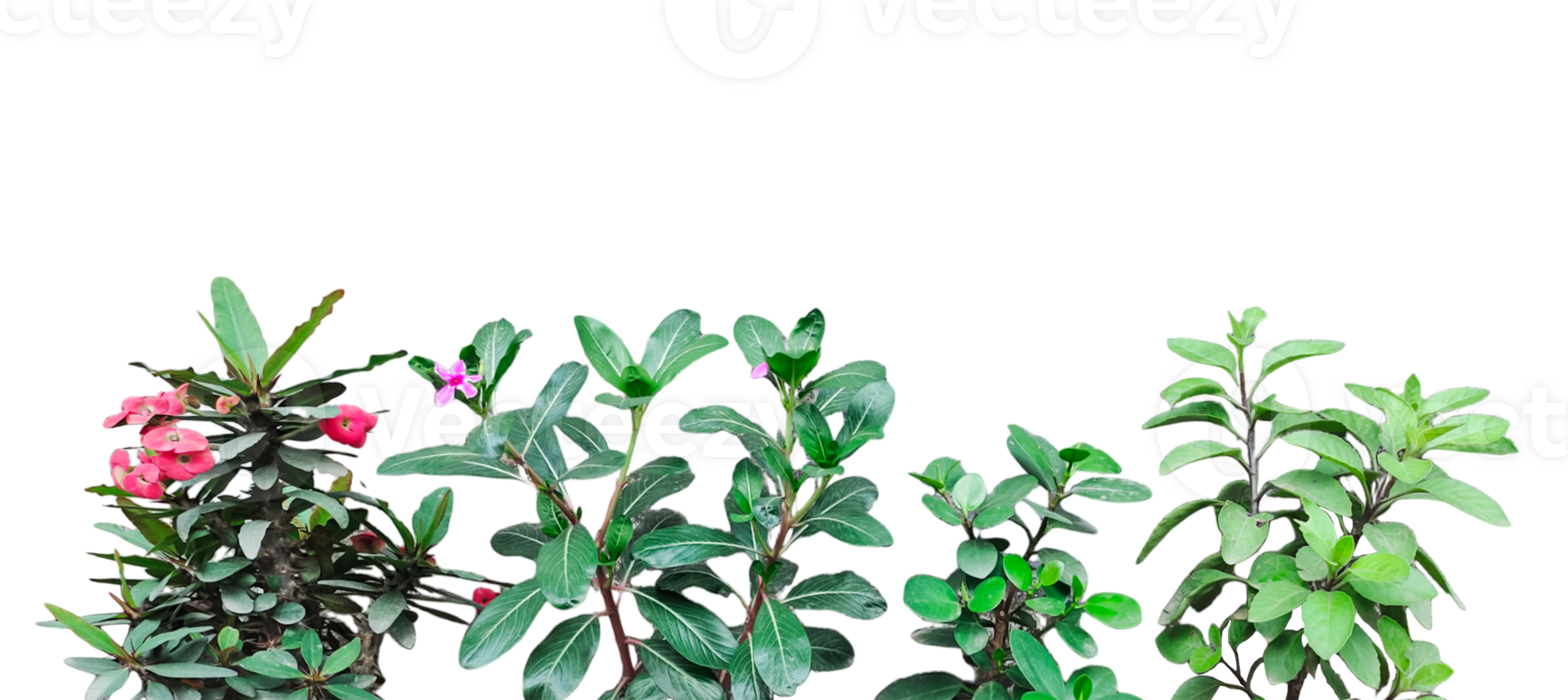 a group of pink color flowers plants frame on a transparent background png