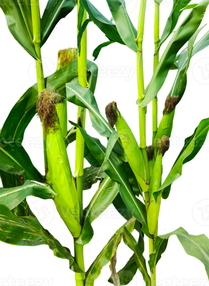 corn plant on a stalk with leaves transparent background, a plant with green leaves that has the green corn, png