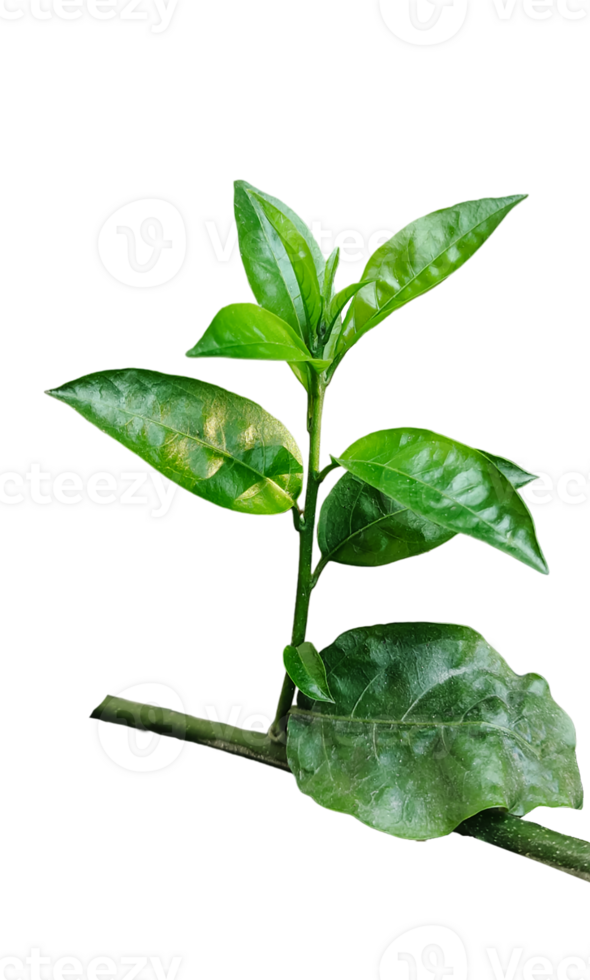 a plant with leaves on a branch of Jasmine flower tree, a plant with green leaves on a transparent background png