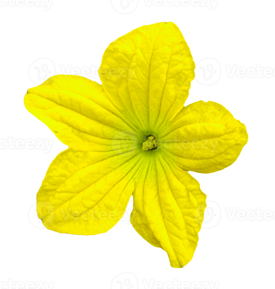 yellow melon flower on white background, yellow flower isolated on white background, png
