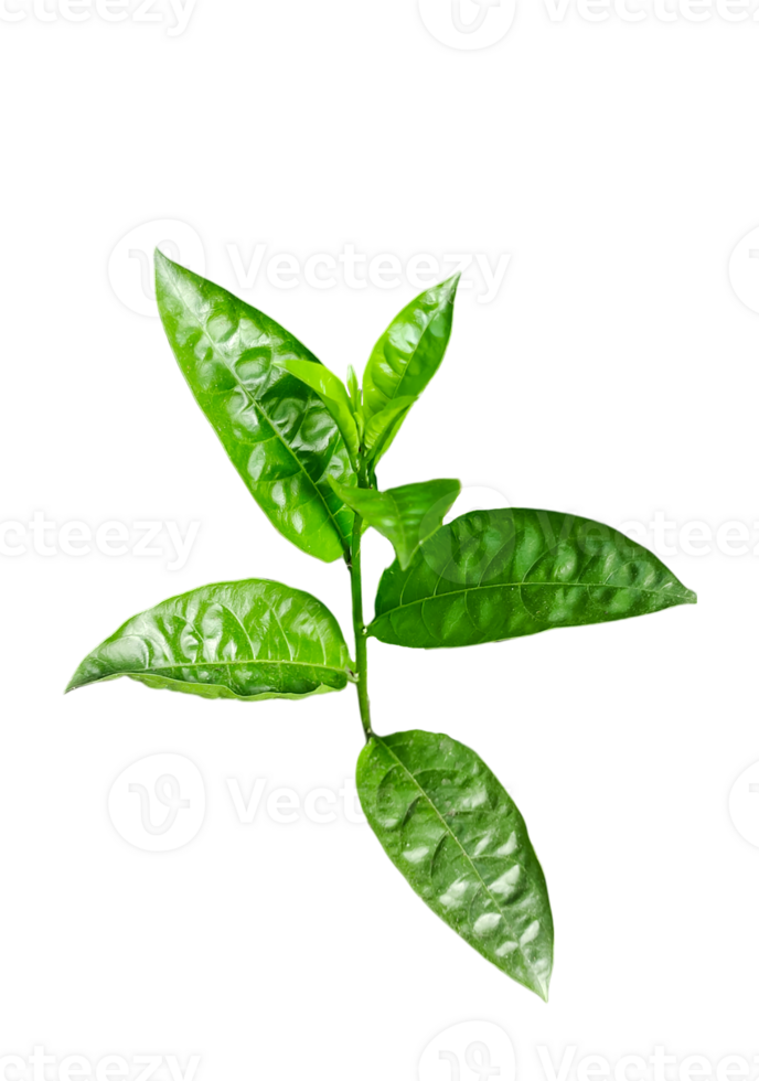 un' pianta con le foglie su un' ramo di gelsomino fiore albero, un' pianta con verde le foglie su un' trasparente sfondo png