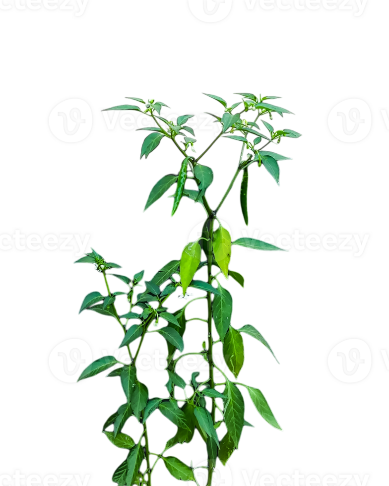 a plant of green chili with green leaves on a white background, green chili tree leaves isolated on white png