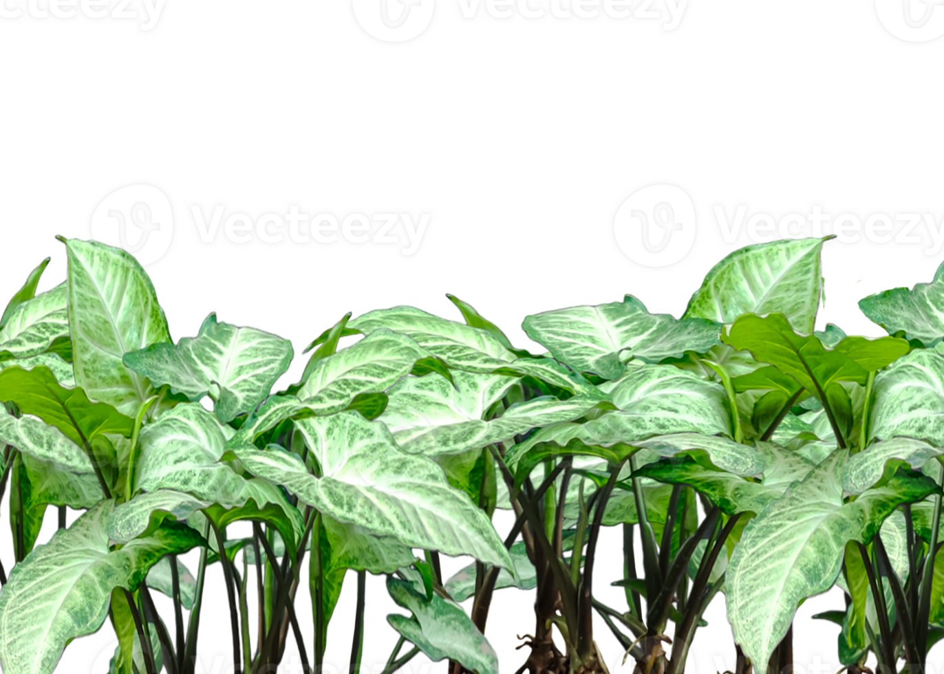 a row of green plants on a white background, elephant ear plant png