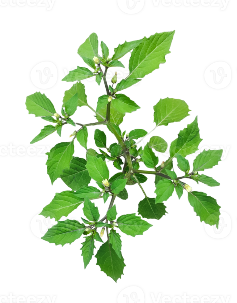 a green tree leaf and flowers on a branch with white background, png
