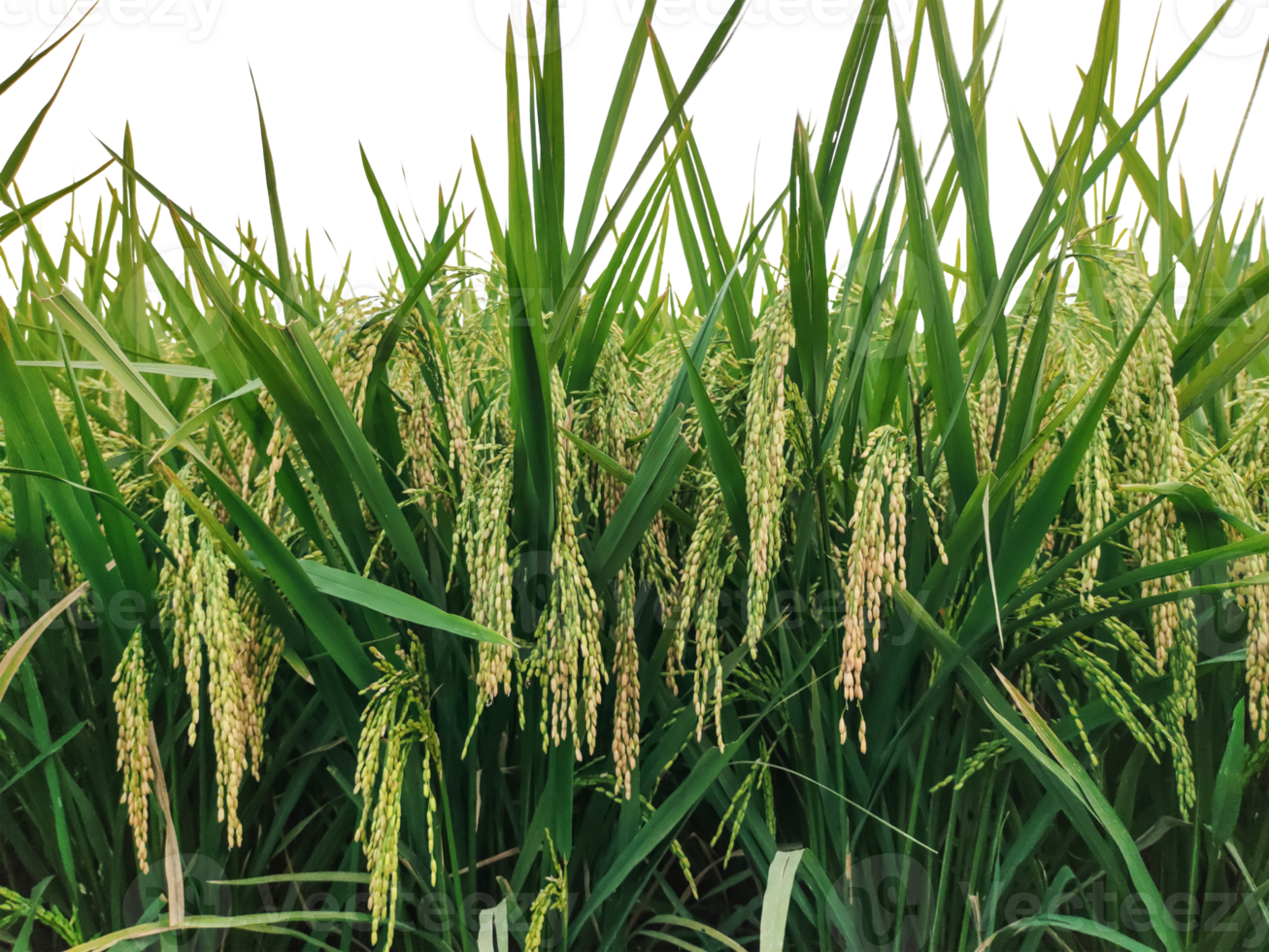 Rice field transparent background image, Paddy field with green leaves and ripe rice png