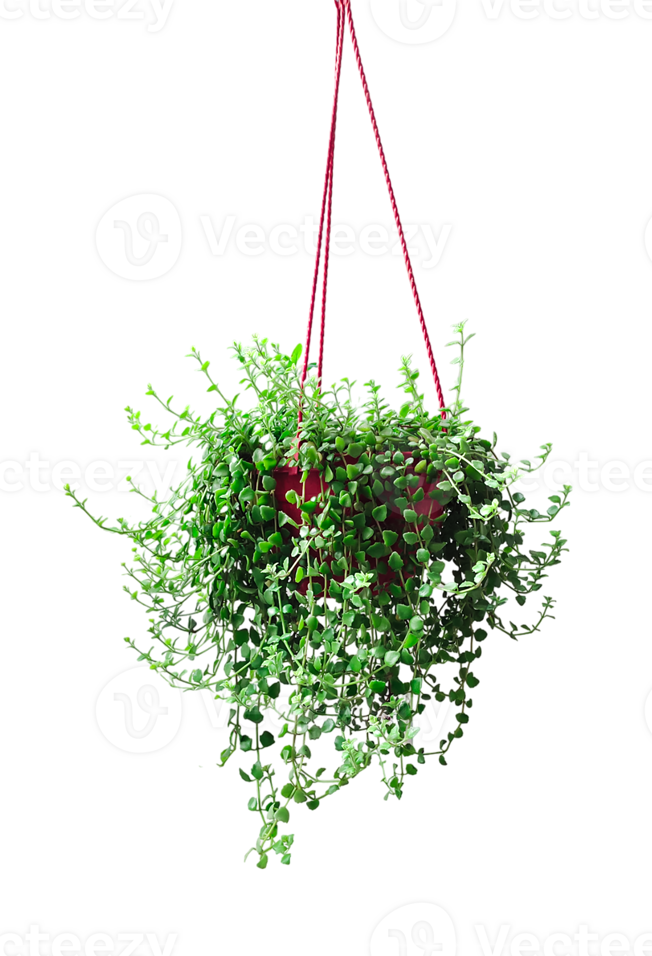 a hanging plant with green leaves on a transparent background, a